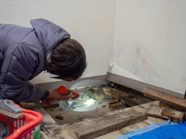 Best Environmental Consulting for Mold Prevention  in Bryant, WA