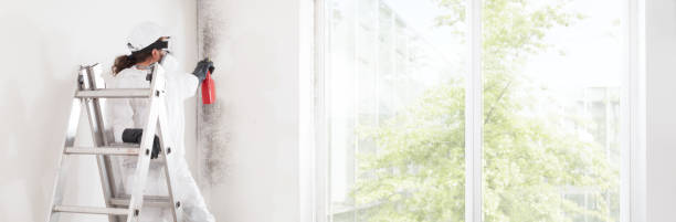 Best Attic Mold Removal  in Bryant, WA